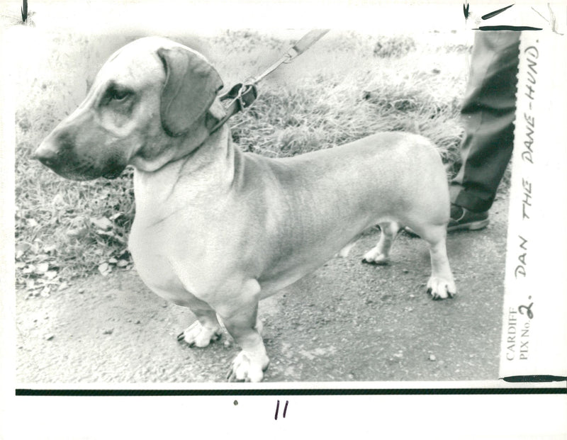 Dog Great Dane: Dan the Dane-hund, October 1975. - Vintage Photograph