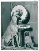 A 10 week-old Great Dane, 03.06.1967. - Vintage Photograph