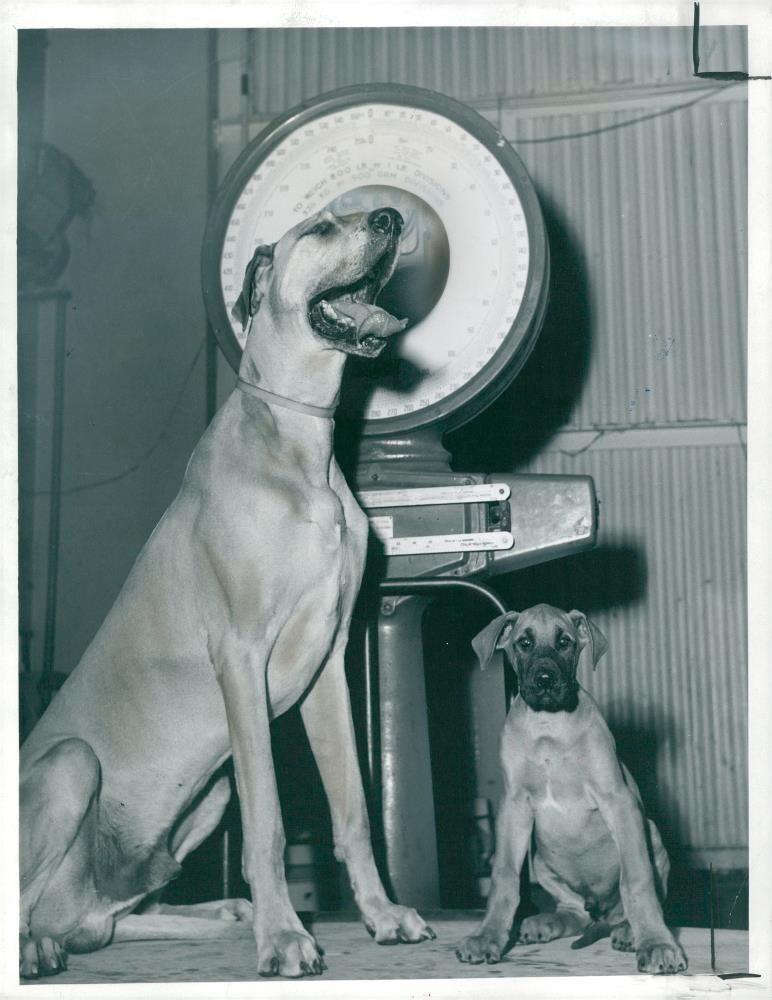 A 10 week-old Great Dane, 03.06.1967. - Vintage Photograph