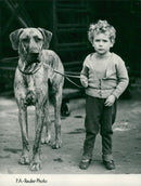 Great Dane "Chanter of Rynallen" with Anthony Minshull on dog's day, 05.11.1947. - Vintage Photograph
