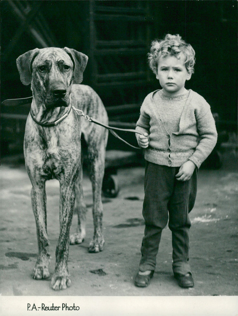 Great Dane "Chanter of Rynallen" with Anthony Minshull on dog's day, 05.11.1947. - Vintage Photograph