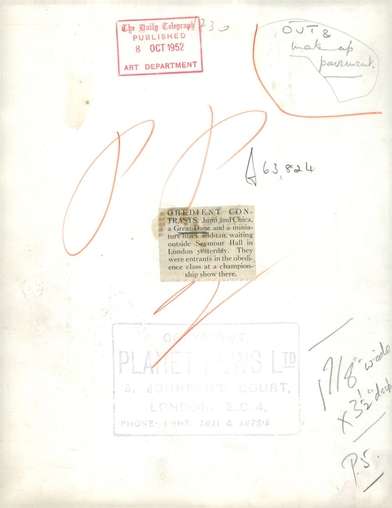 Obedient contrasts, Juno and Chica, a Great Dane and a miniature black-and-tan, waiting outside Seymour Hall in London, 08.10.1952. - Vintage Photograph