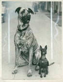 Obedient contrasts, Juno and Chica, a Great Dane and a miniature black-and-tan, waiting outside Seymour Hall in London, 08.10.1952. - Vintage Photograph