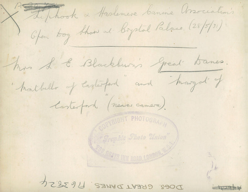 Great Danes, Dig show at Crystal Palace, 28.05.1931. - Vintage Photograph