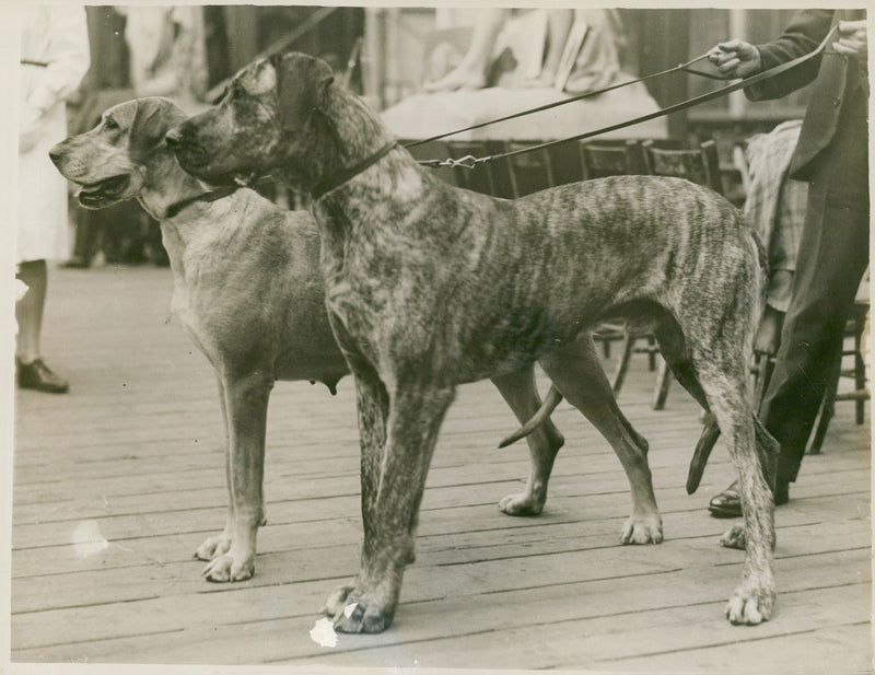 Great Danes, Dig show at Crystal Palace, 28.05.1931. - Vintage Photograph