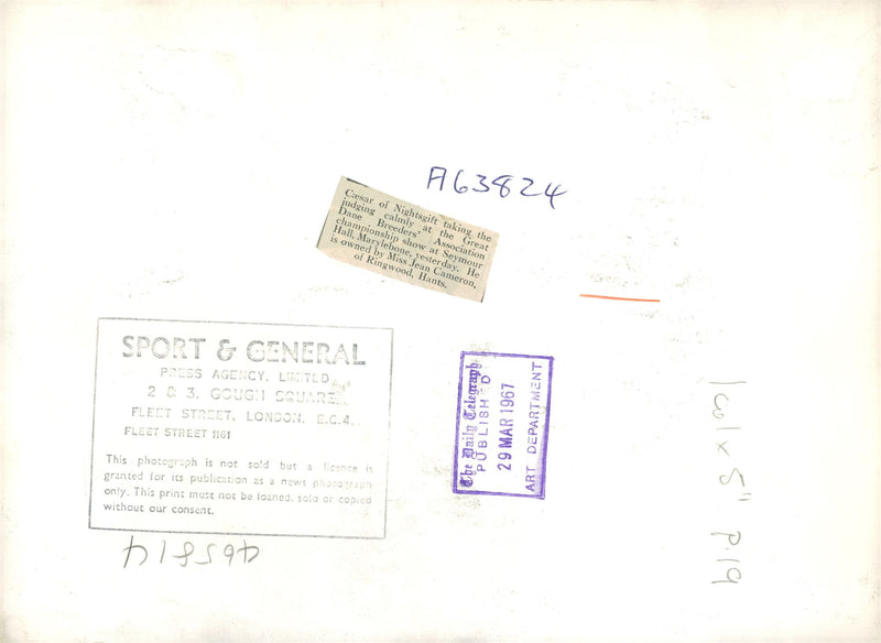 Great Dane dog "Caesar of Nightsgift", 29.03.1967. - Vintage Photograph