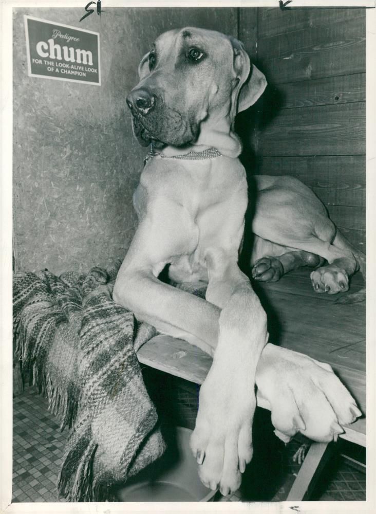 Great Dane dog "Caesar of Nightsgift", 29.03.1967. - Vintage Photograph