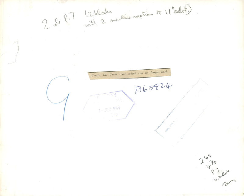 Great Dane dog "Carrie" which can no longer bark, 07.06.1964, - Vintage Photograph