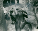 Great Dane dog "Carrie" which can no longer bark, 07.06.1964, - Vintage Photograph