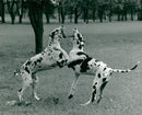 Great Danes playing, 10.11.1989. - Vintage Photograph