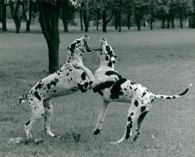 Great Danes playing, 10.11.1989. - Vintage Photograph
