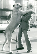 Irish Wolfhound "Flynn" and his owner James Bremner, 14.02.1981. - Vintage Photograph