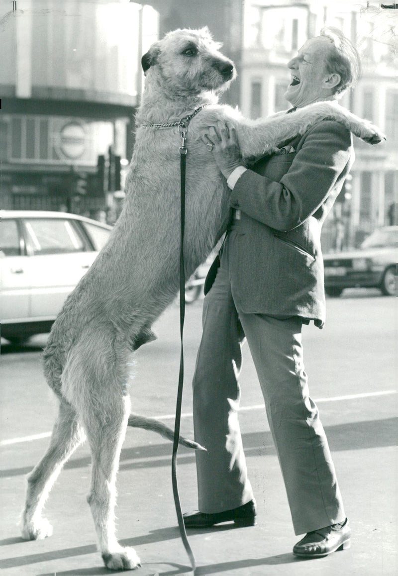 Irish Wolfhound "Flynn" and his owner James Bremner, 14.02.1981. - Vintage Photograph