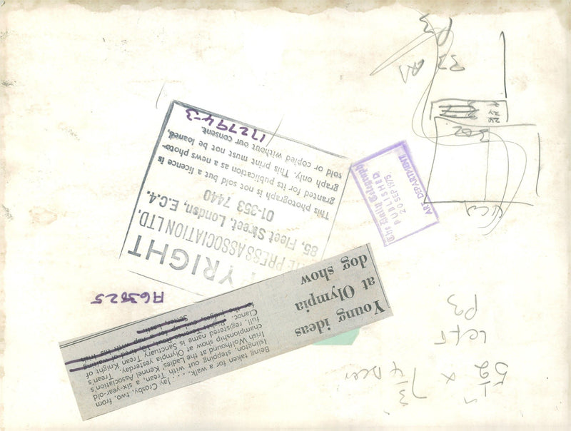 Irish Wolfhound "Trean" with Jay Crosby at the Ladies Kennel Association's Championship Show at Olympia, 20.09.1975. - Vintage Photograph