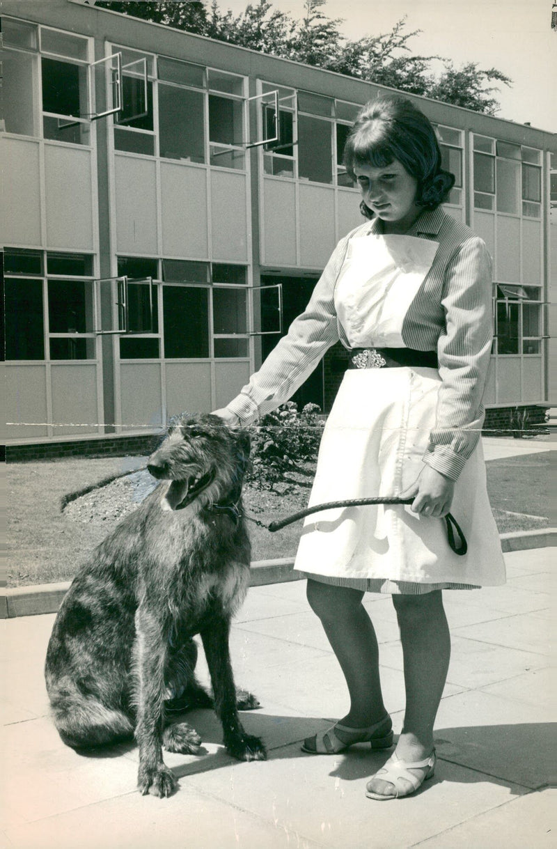 Irish Wolfhound "Honey" with Miss Marian Warne at the Animal Health Trust's Small Animals Centre, 17.07.1969. - Vintage Photograph