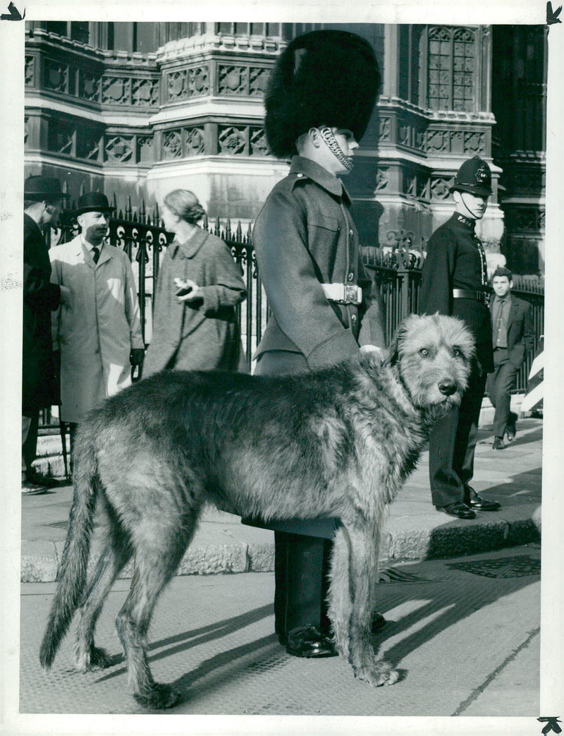 Irish Wolfhound "Shaun" with and Irish guard, 31.03.1971. - Vintage Photograph