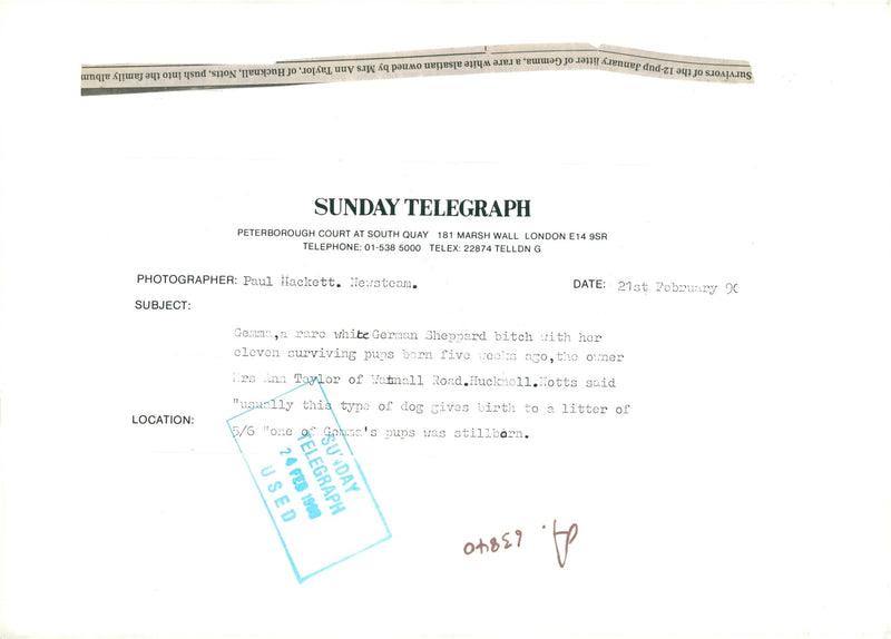 alsatian dog - Vintage Photograph