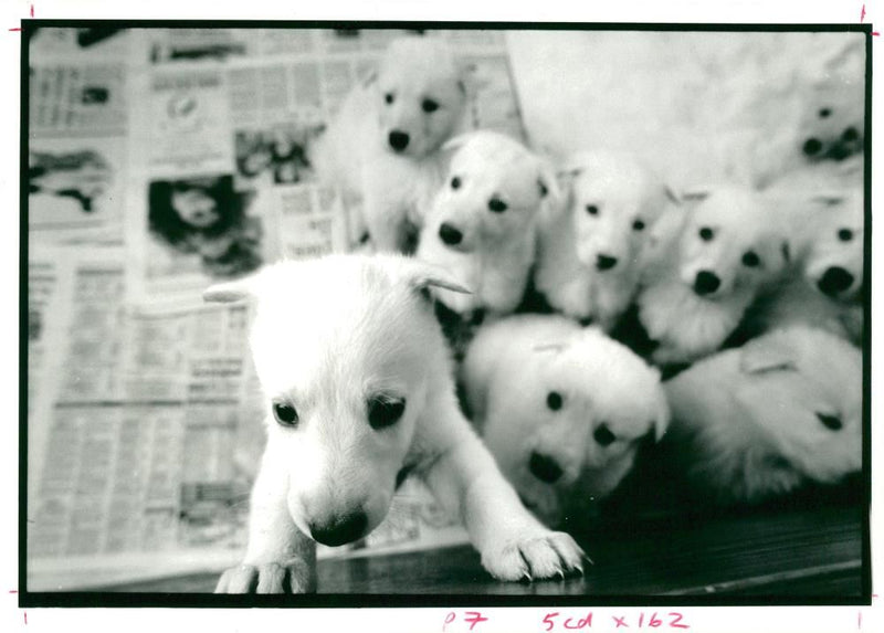 alsatian dog - Vintage Photograph