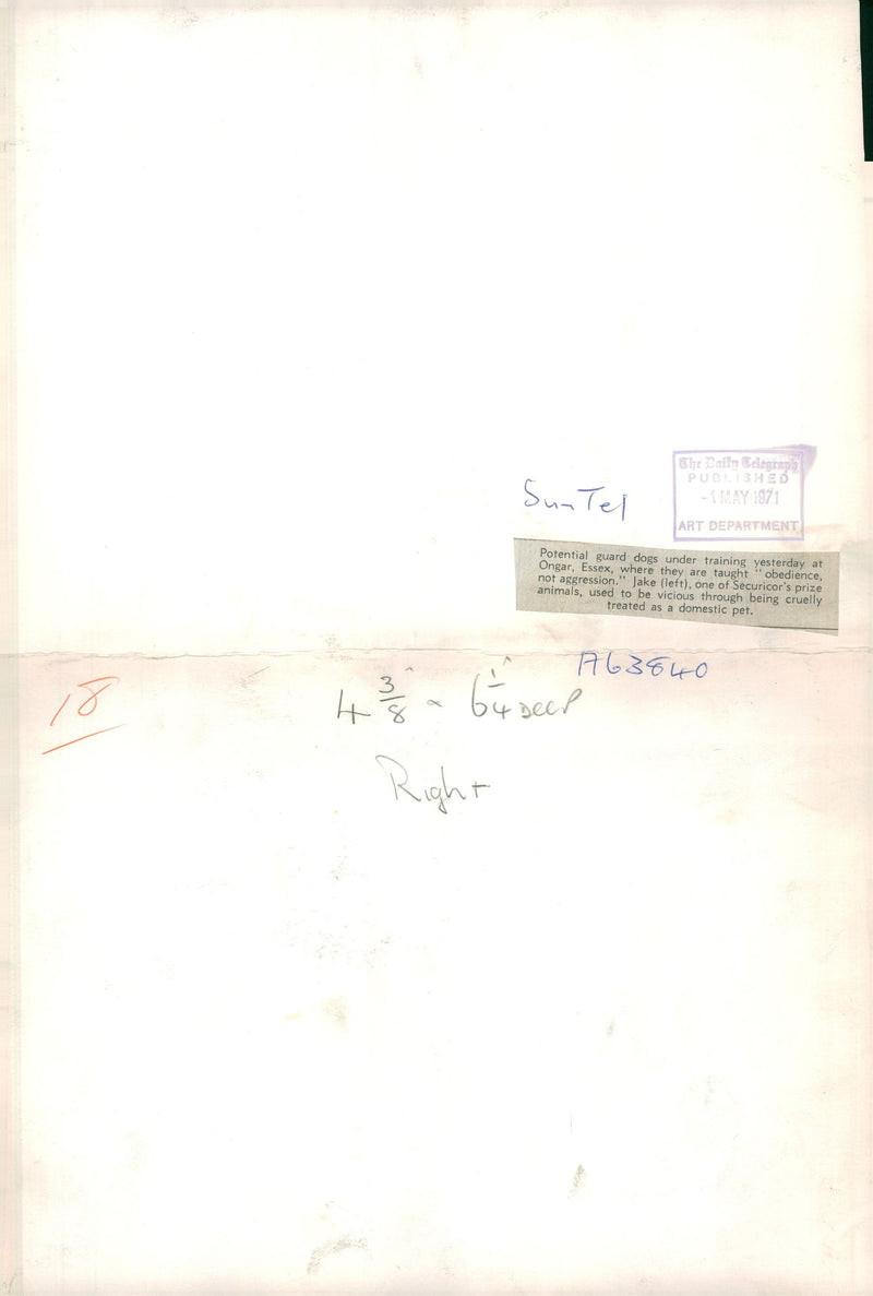 alsatian dog with jake - Vintage Photograph