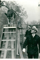 alsatian dog with jake - Vintage Photograph
