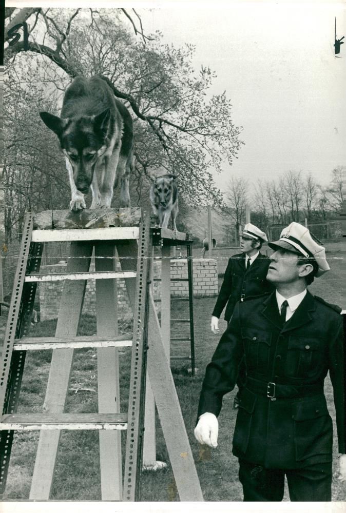 alsatian dog with jake - Vintage Photograph