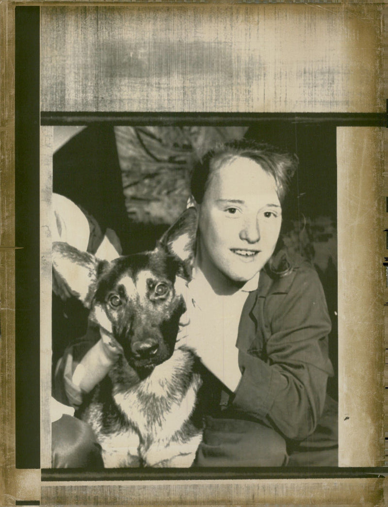 alsatian dog - Vintage Photograph