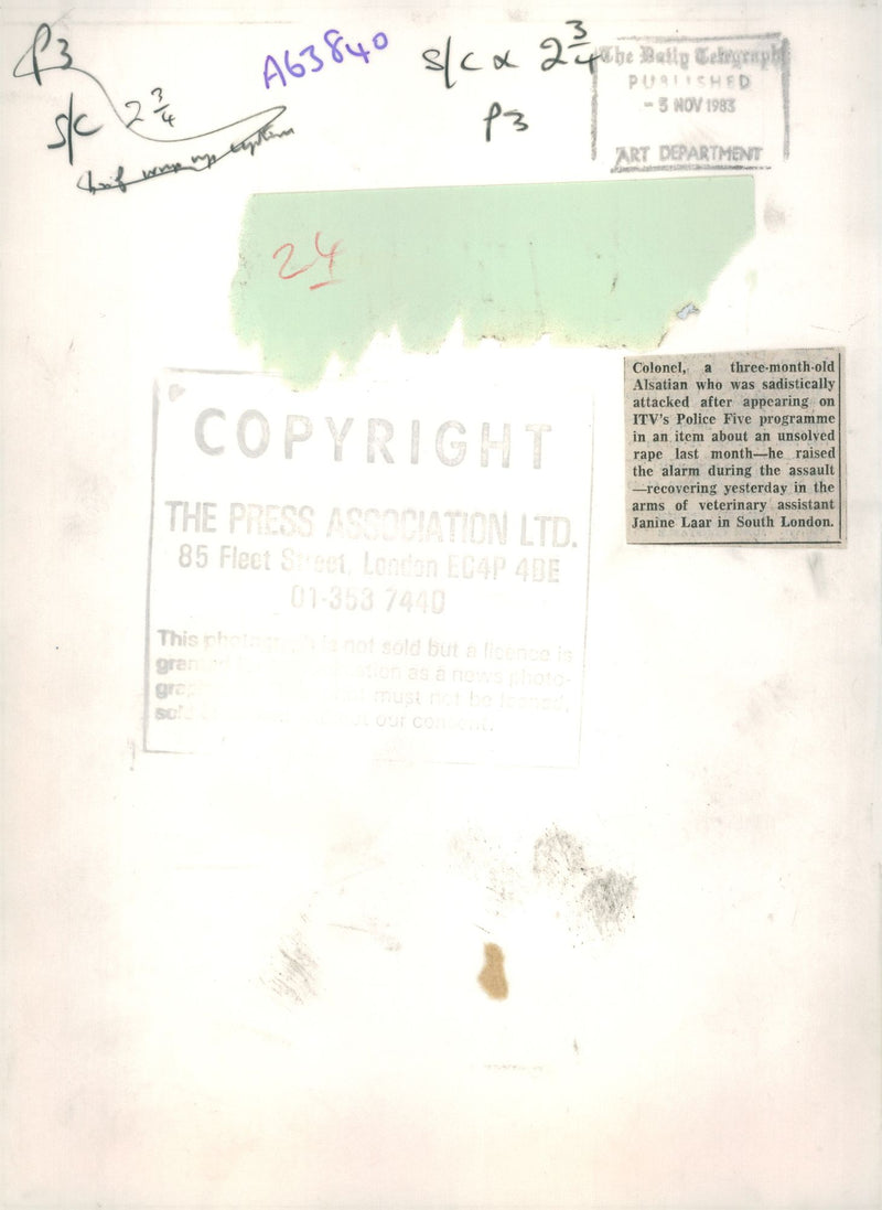 alsatian dog with janine laar - Vintage Photograph