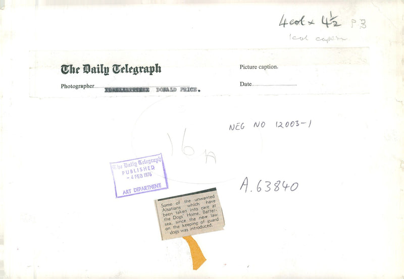 alsatian dog - Vintage Photograph