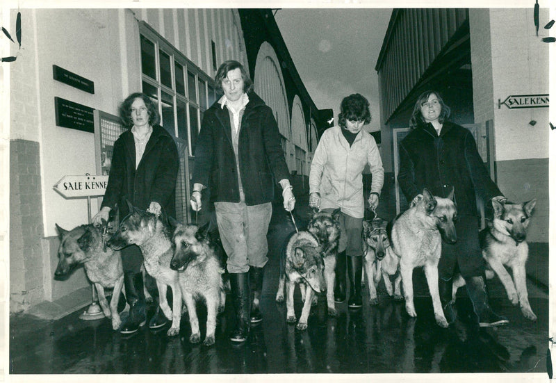 alsatian dog - Vintage Photograph