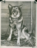 alsatian dog - Vintage Photograph