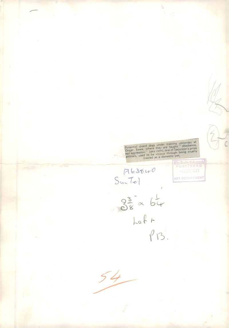 alsatian dog - Vintage Photograph