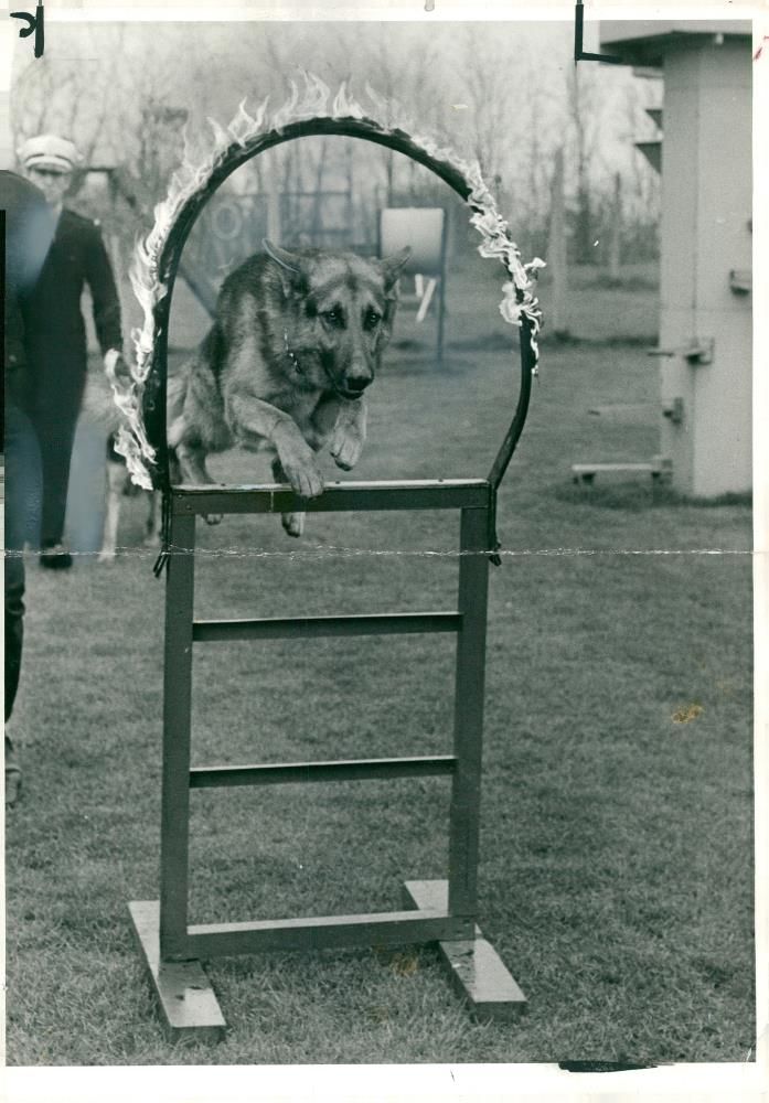 alsatian dog - Vintage Photograph