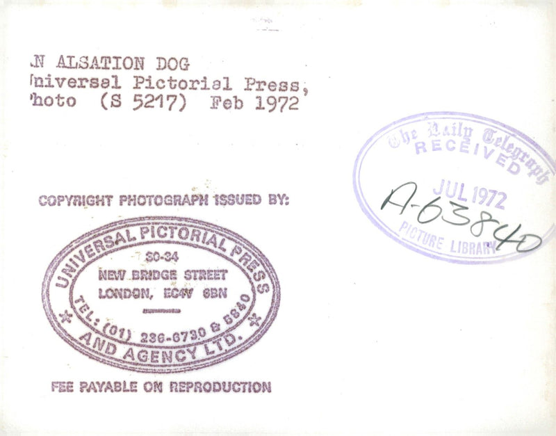 alsatian dog - Vintage Photograph