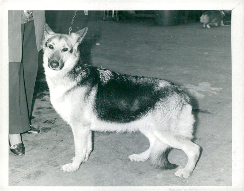 alsatian dog - Vintage Photograph