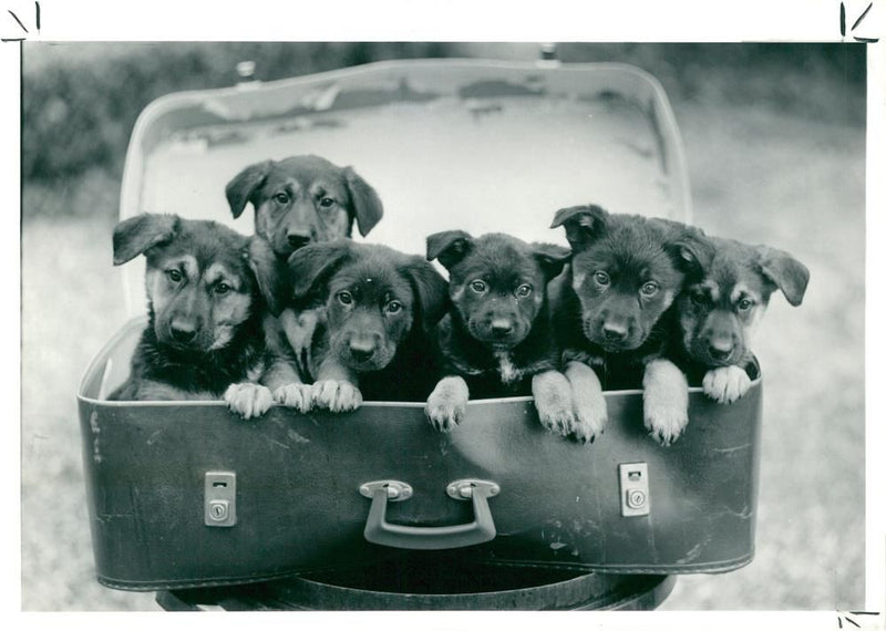 alsatian dog - Vintage Photograph