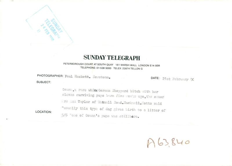 alsatian dog - Vintage Photograph