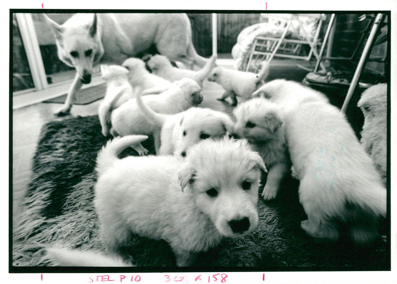 alsatian dog - Vintage Photograph