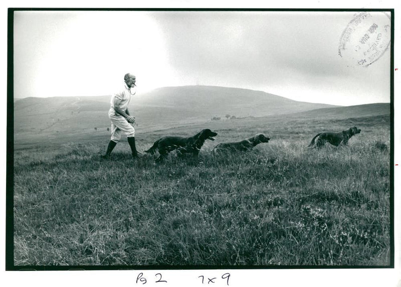 Dogs: English Setter: Mr. Hosick - Vintage Photograph