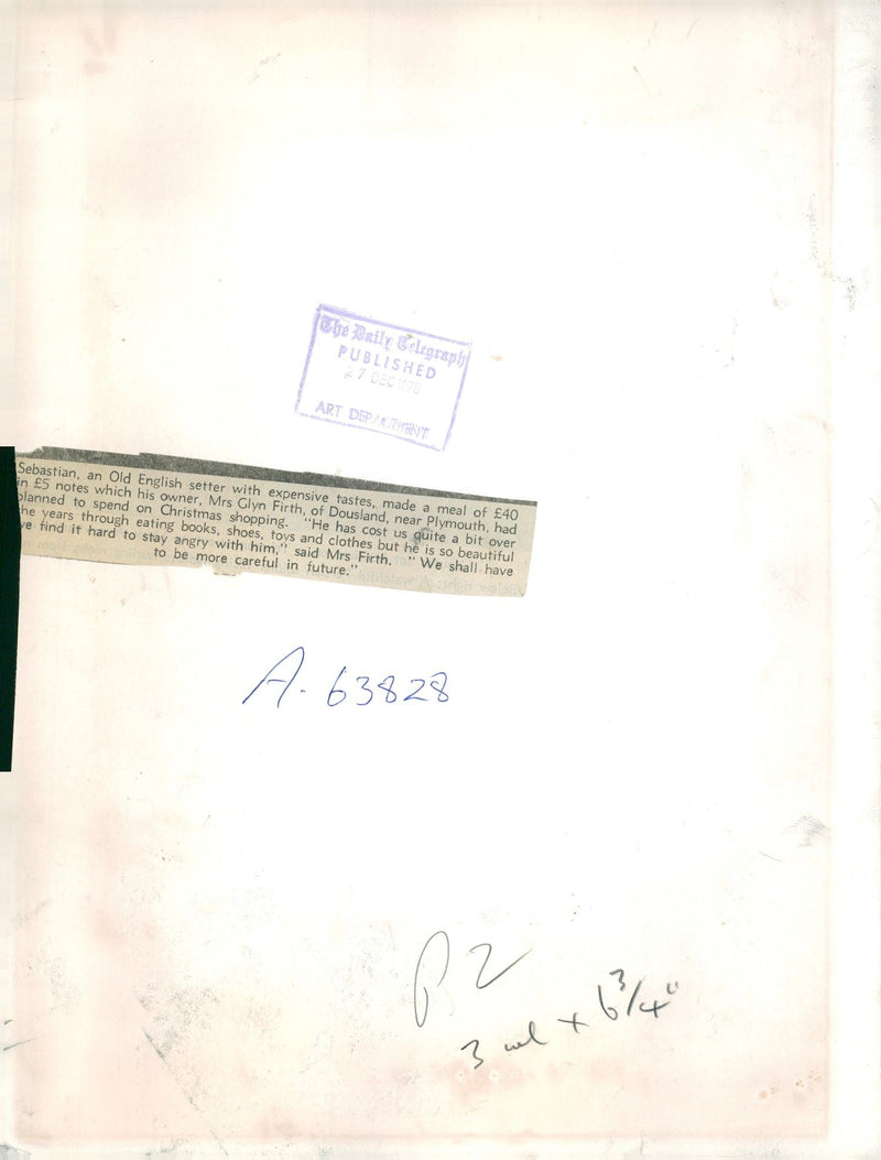 Dogs: English Setter: Mrs. Glyn Firth - Vintage Photograph