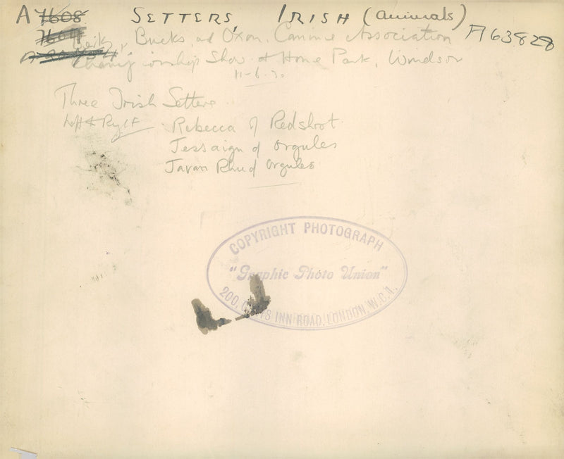 Dogs: English Setter - Vintage Photograph