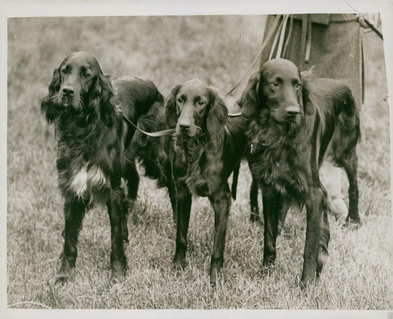 Dogs: English Setter - Vintage Photograph