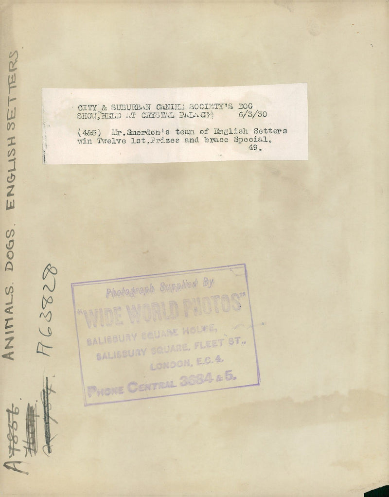 Dogs: English Setter - Vintage Photograph