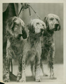 Dogs: English Setter - Vintage Photograph