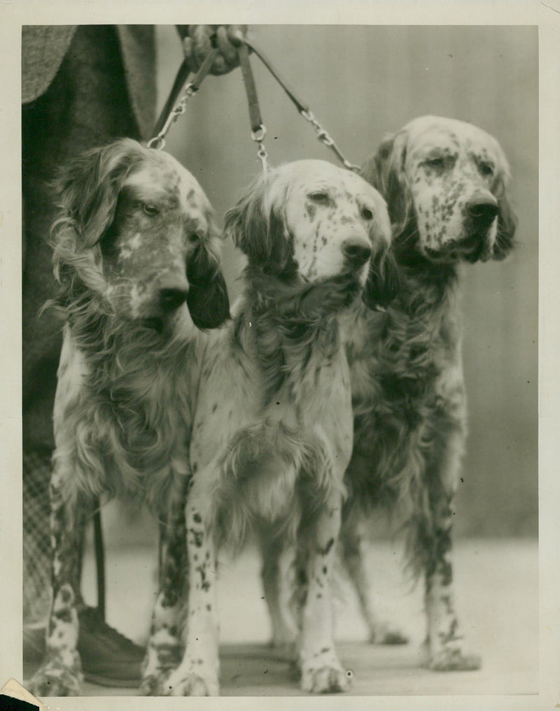 Dogs: English Setter - Vintage Photograph