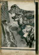 Dogs: English Setter - Vintage Photograph