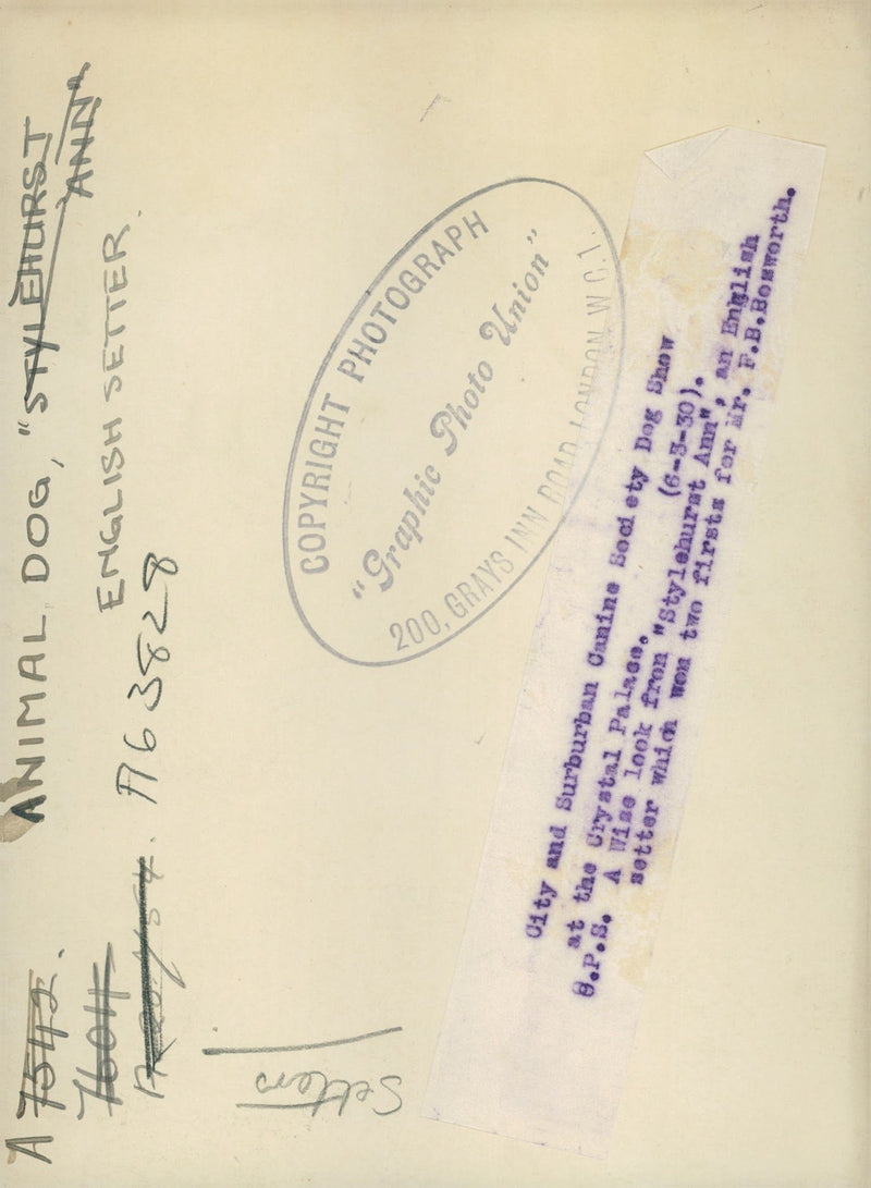 Dogs: English Setter - Vintage Photograph