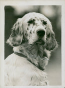 Dogs: English Setter - Vintage Photograph
