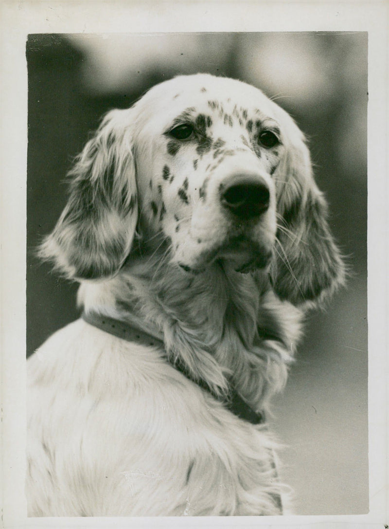 Dogs: English Setter - Vintage Photograph