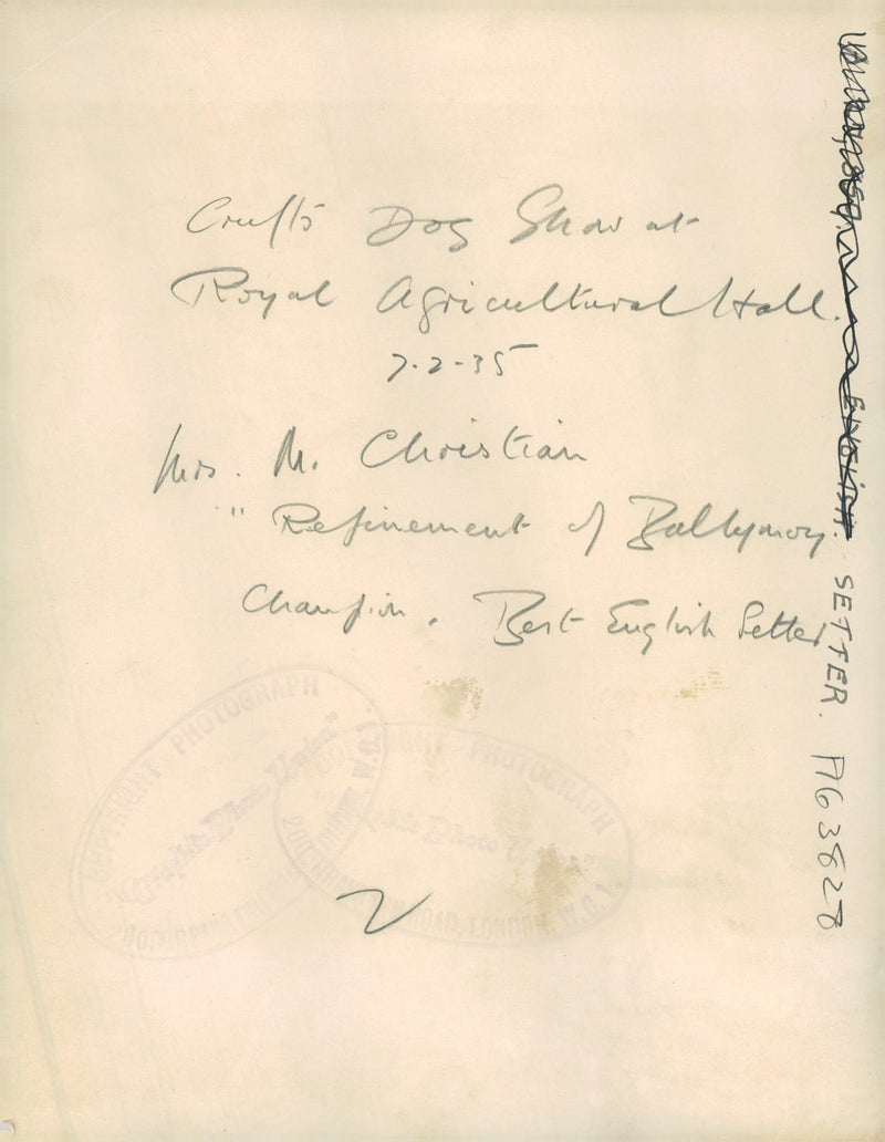 Dogs: English Setter - Vintage Photograph