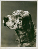 Dogs: English Setter - Vintage Photograph